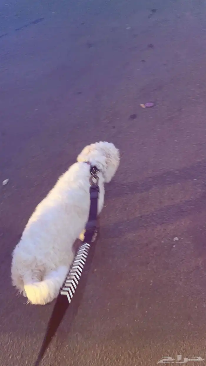 كلب لي التبني برسوم نوعه مالتيز نظيف 3