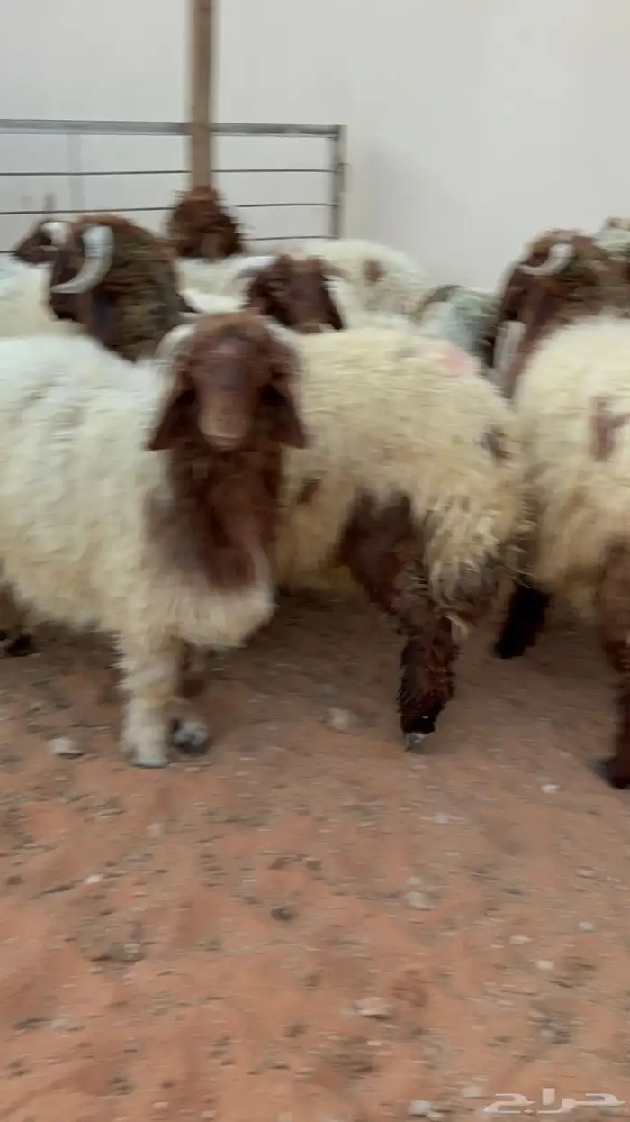 10 خرفان جذعان نعيمي فل شحم 1