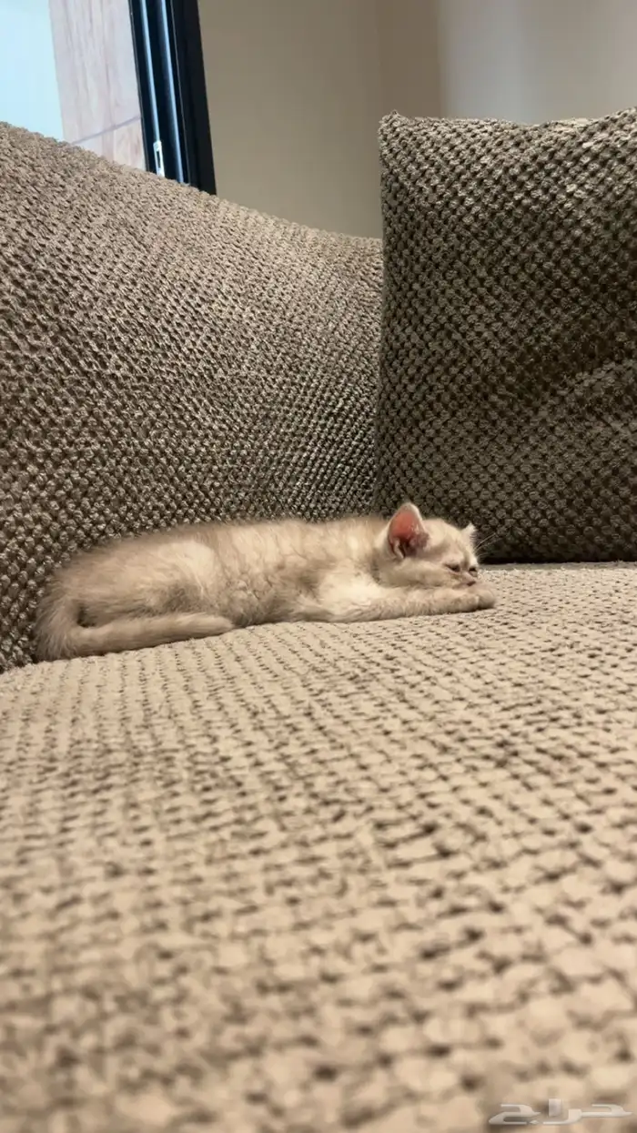 قطه أنثى للبيع 0