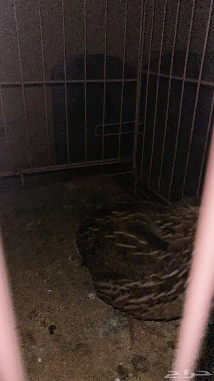 سمان للبيع مريعي 0