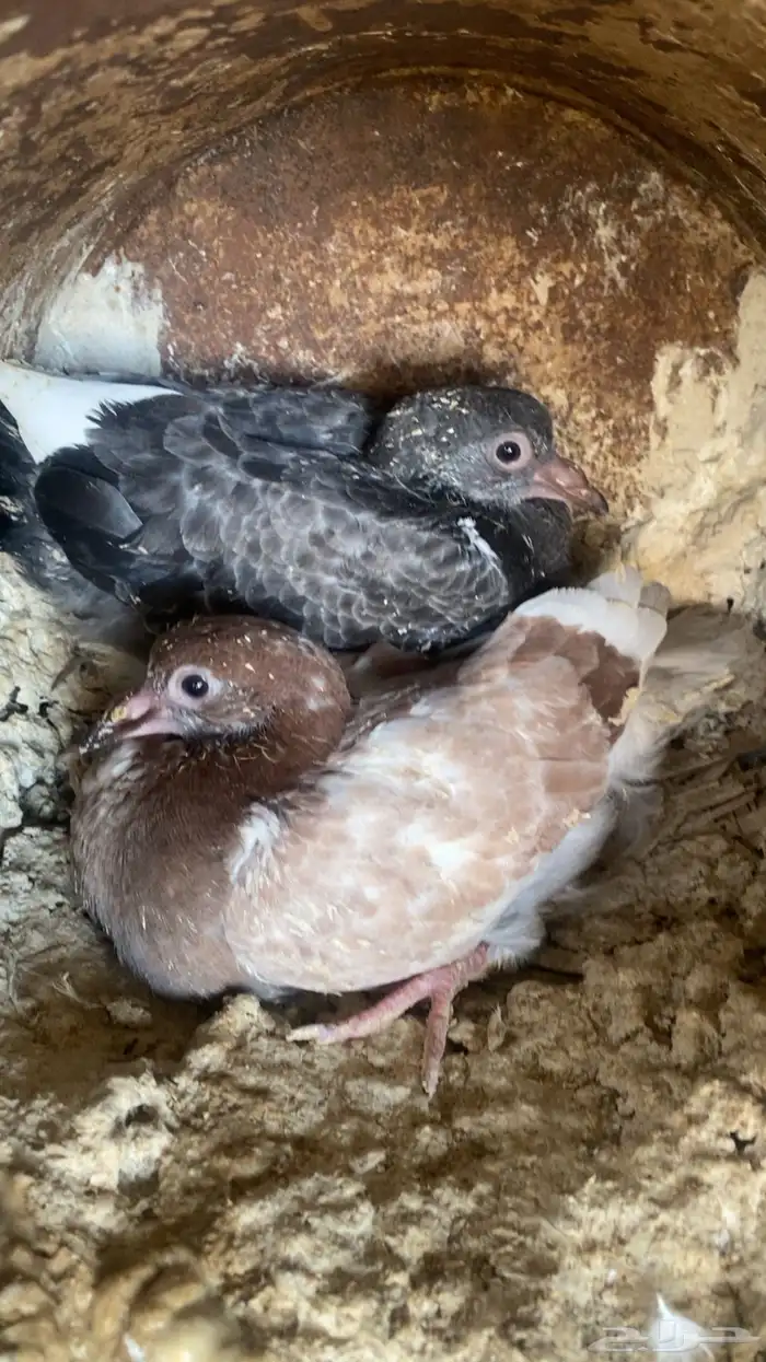 فراخة زاجل 16 جوز تقريبا التغذية مكعب ذرة حلبةقمح السعر 20 4