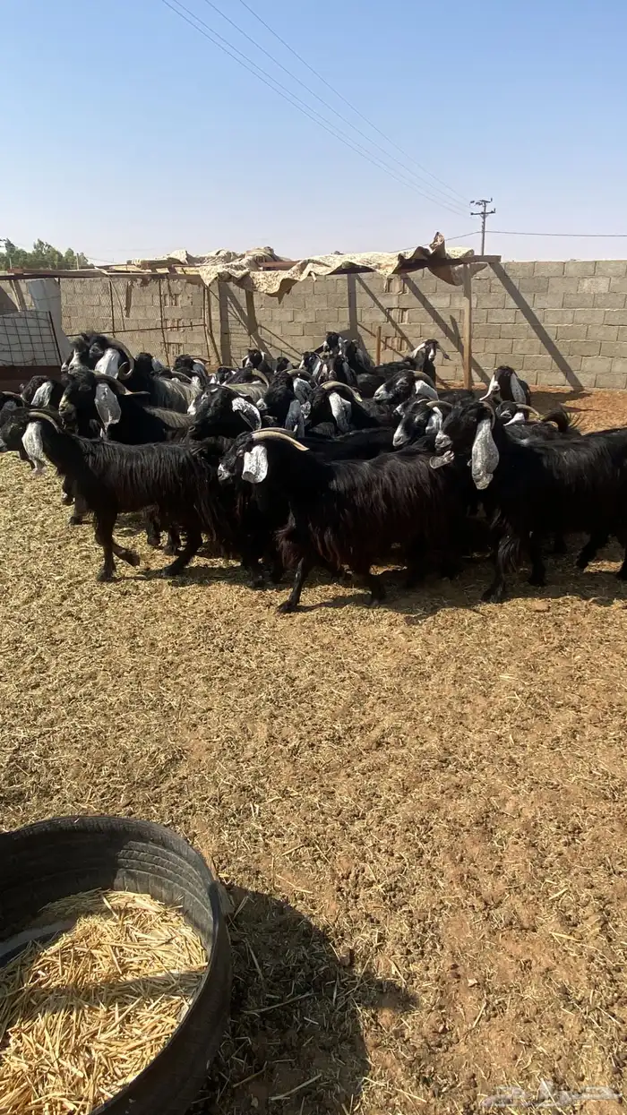 معزاء عوارض 10