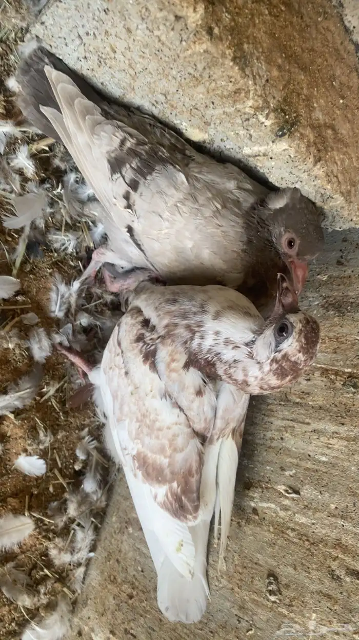 فراخة زاجل 16 جوز تقريبا التغذية مكعب ذرة حلبةقمح السعر 20 11