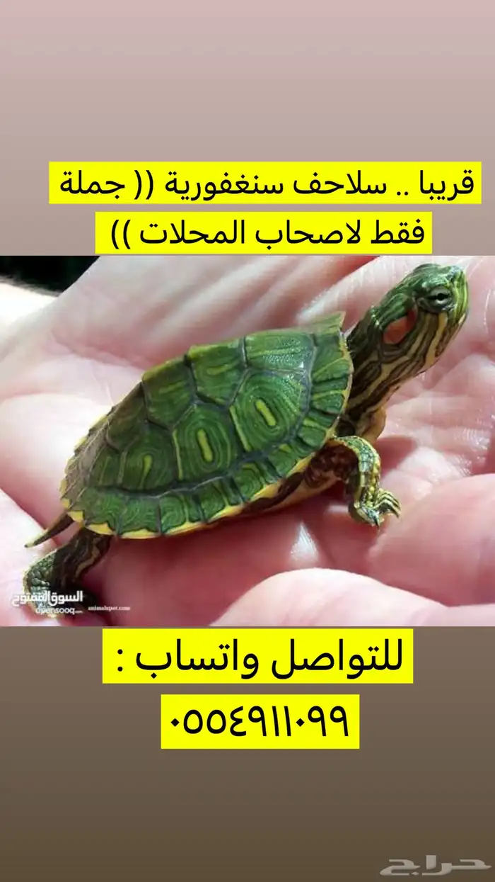 سلاحف سنغفورية   جملة 0