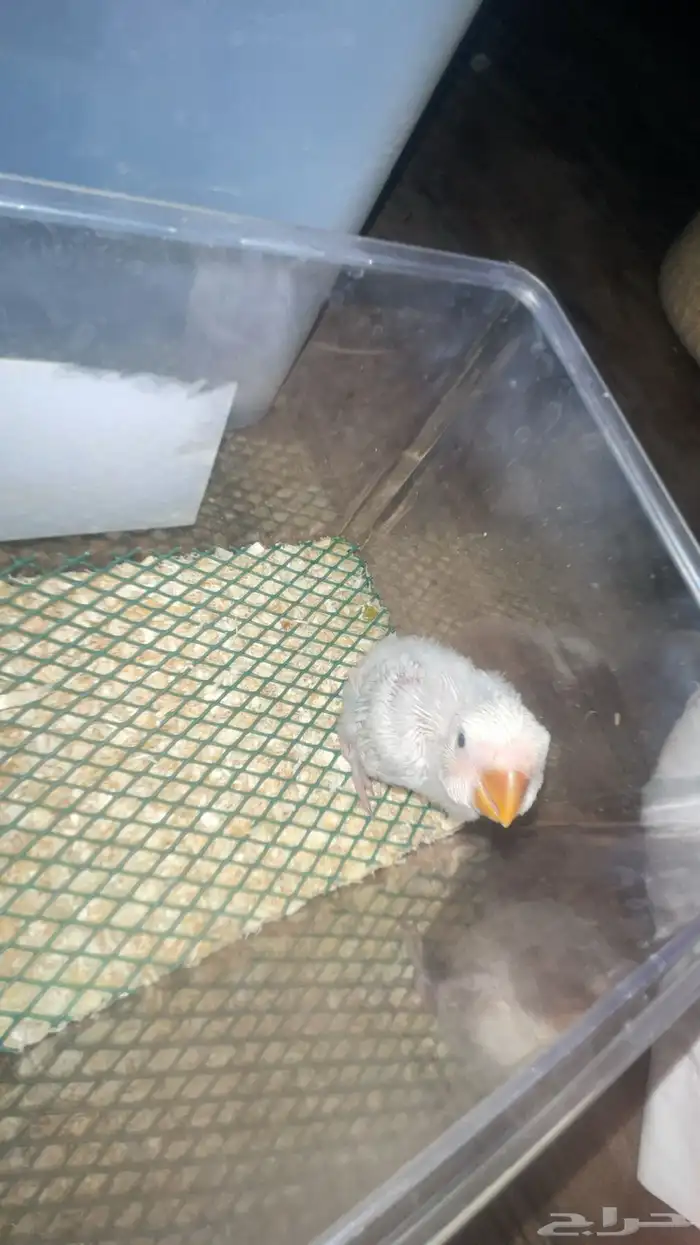 فرخ روز عرض خاص 0