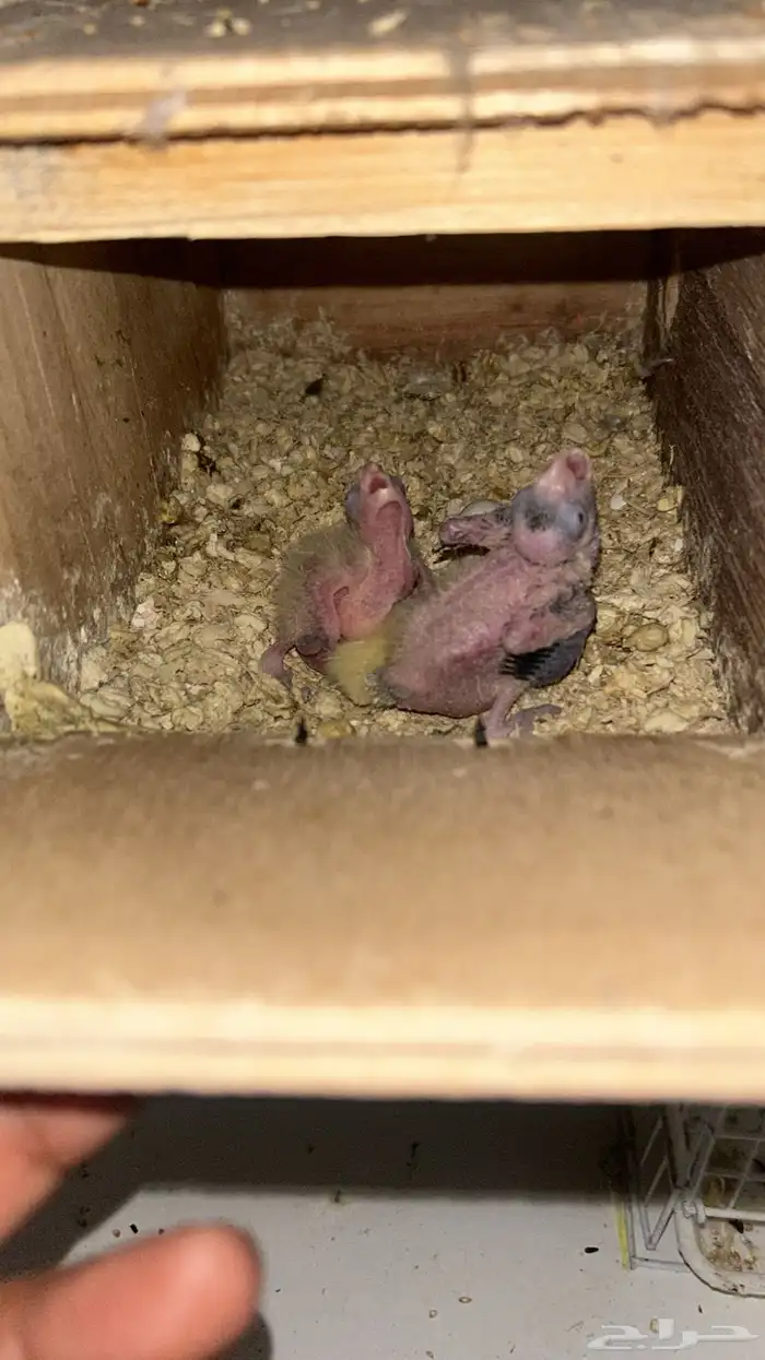 فروخ كروان 0