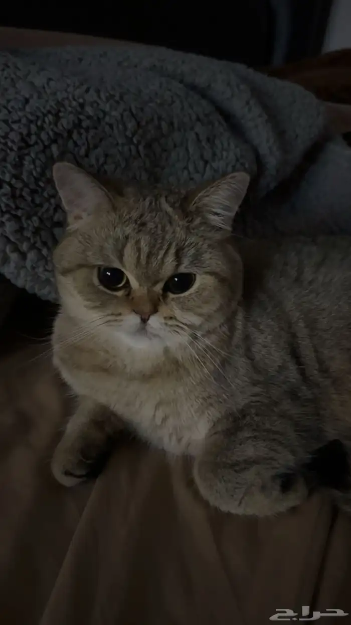 قط بريتش للبيع معا اغراضه انثى 0