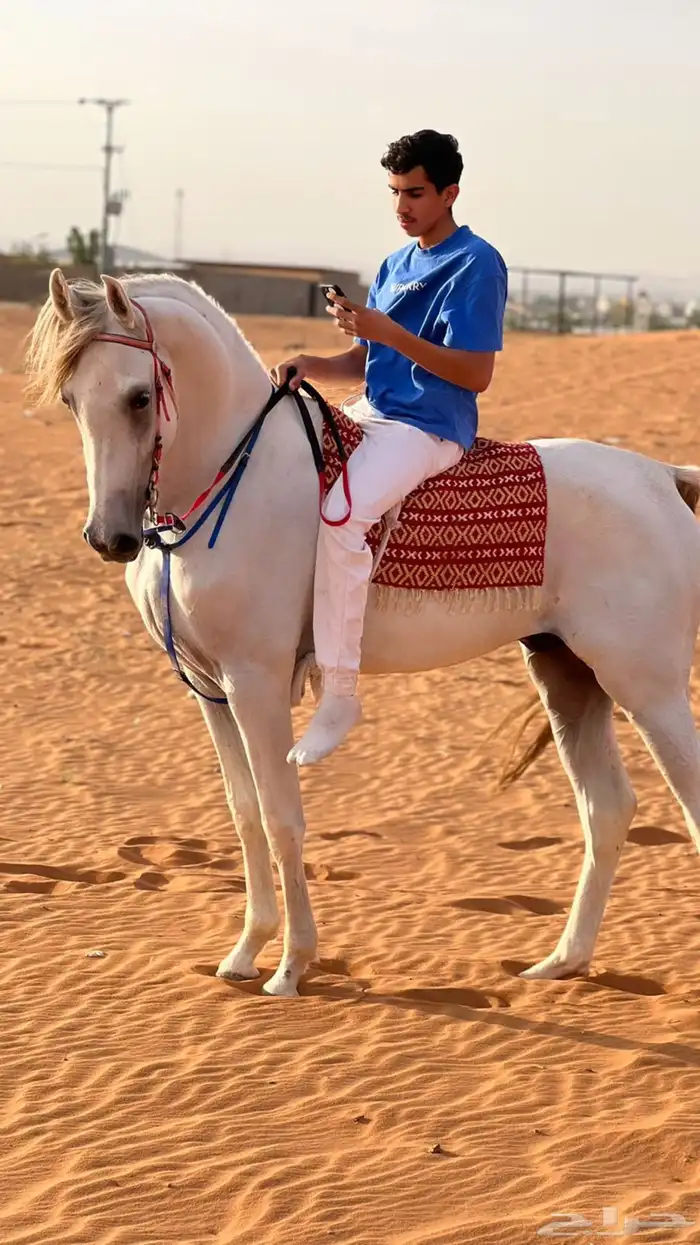 حصان شعبي للبيع 0