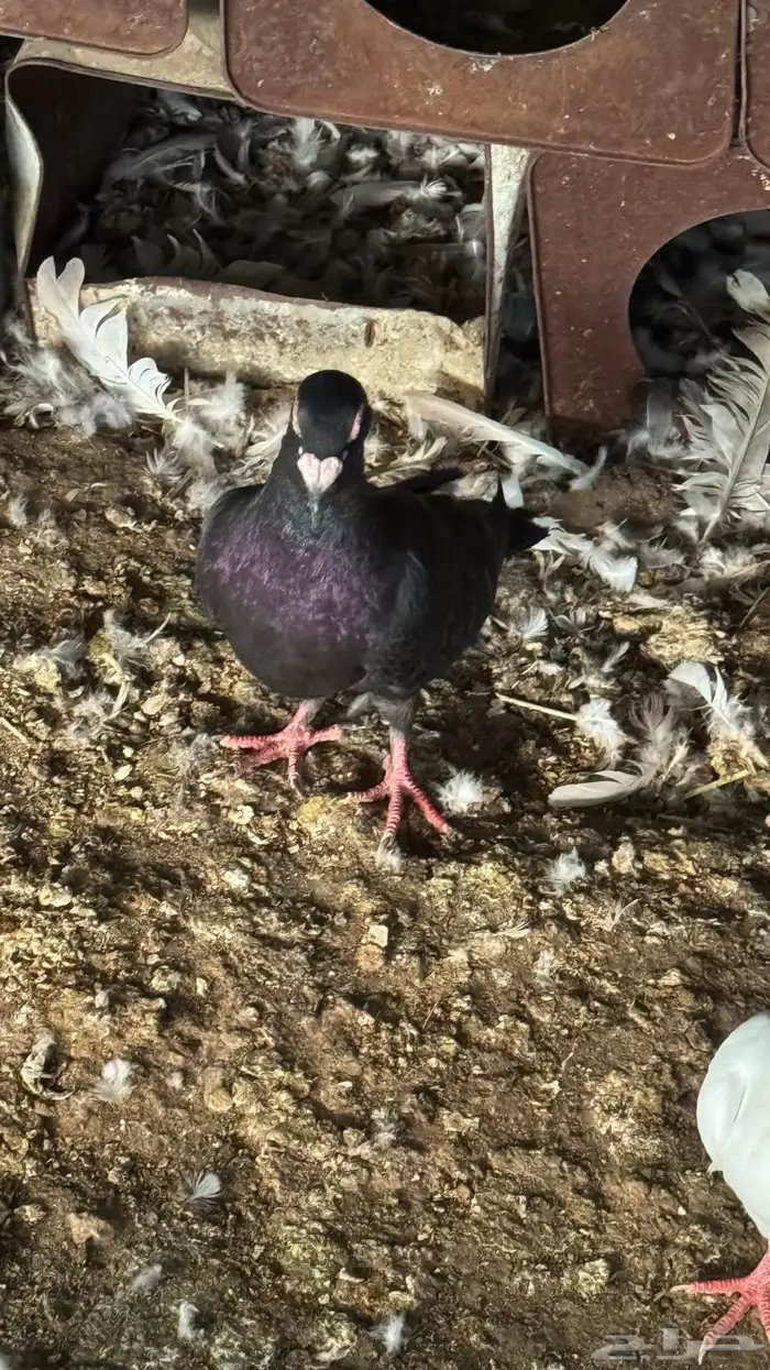 خميس مشيط صناعيه بن هشبل بعد تشليح العاطفي 4