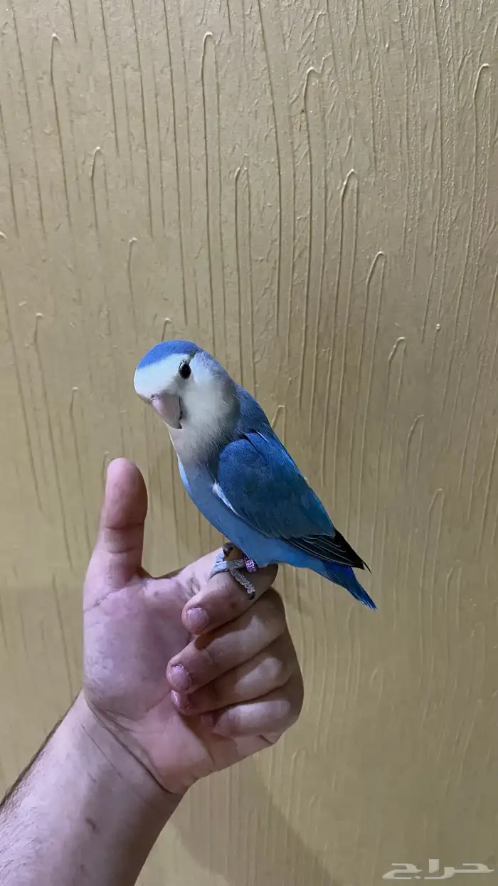 طير روز للبيع 1