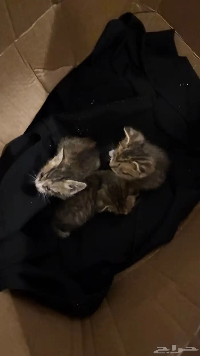 قطط للتبني 0