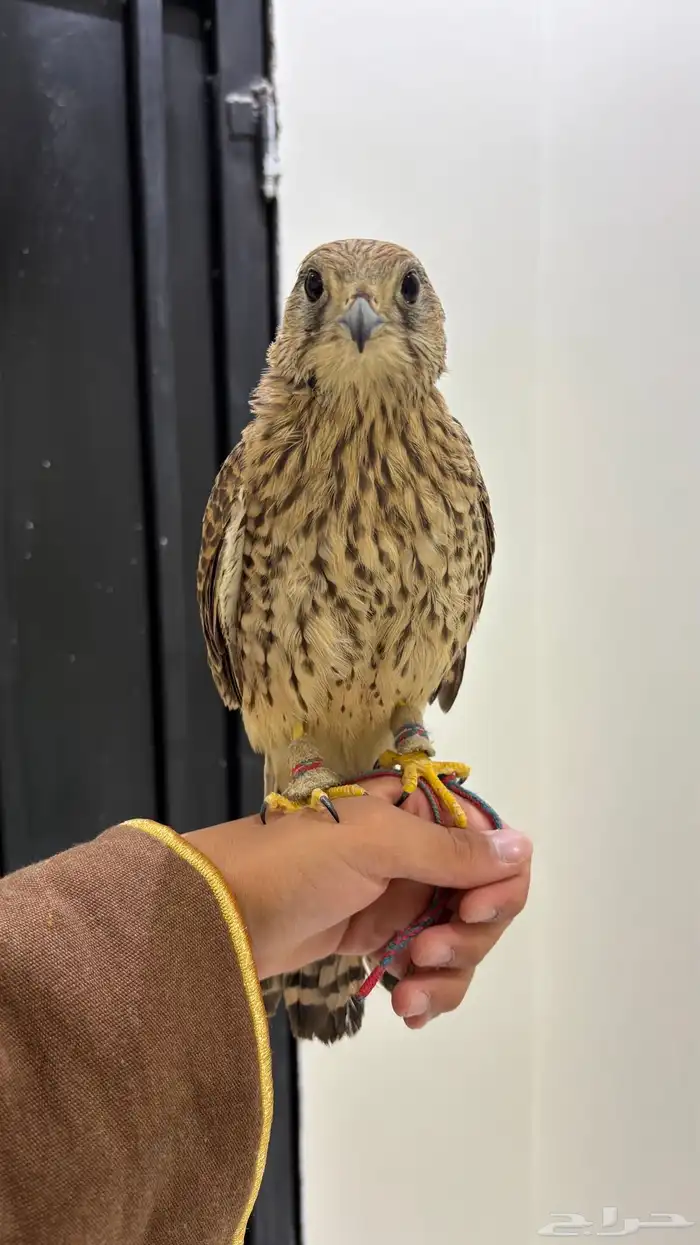 باشك او شبوط اليف 4