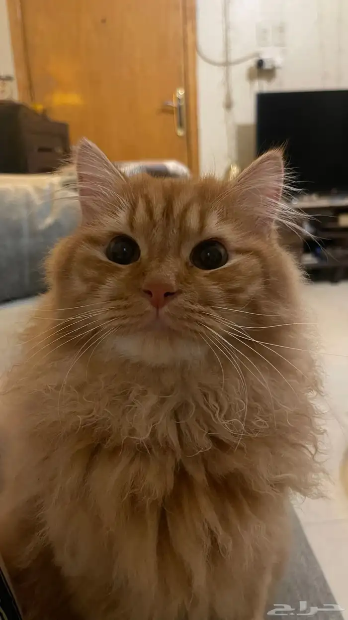 قط للتبني ذكر عمره 9 مو معقم 2