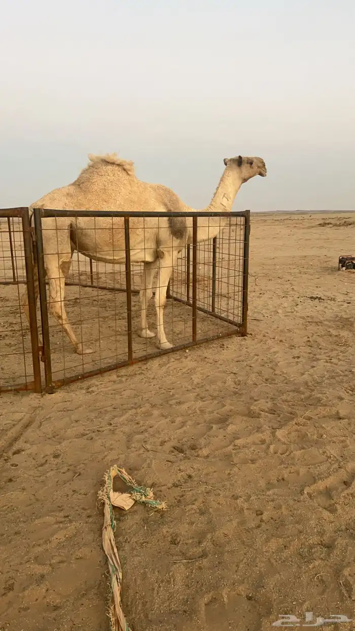 خلفه معها قعود 2