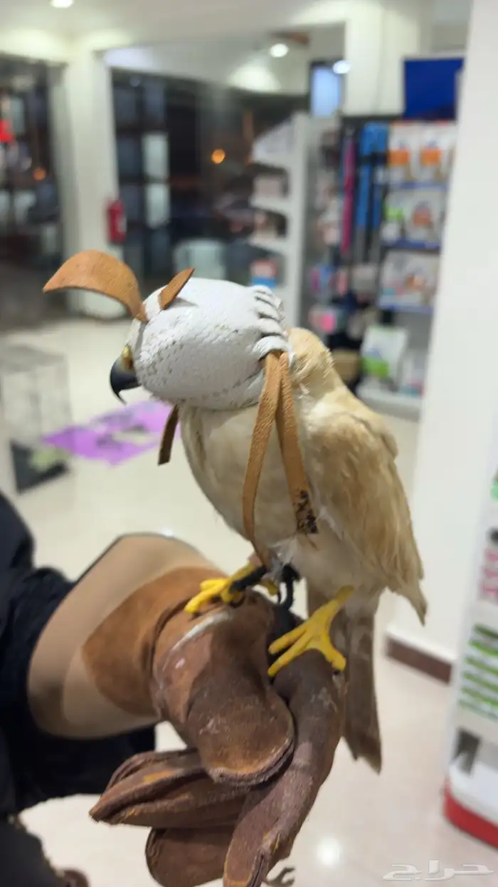 طير باشك ذهبي للبيع 0