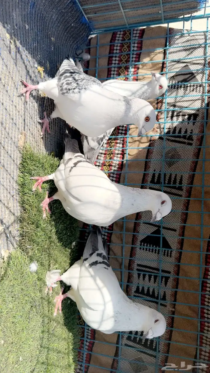 زاجل ايس ثلاث حبات ايس وحبه شذري 4