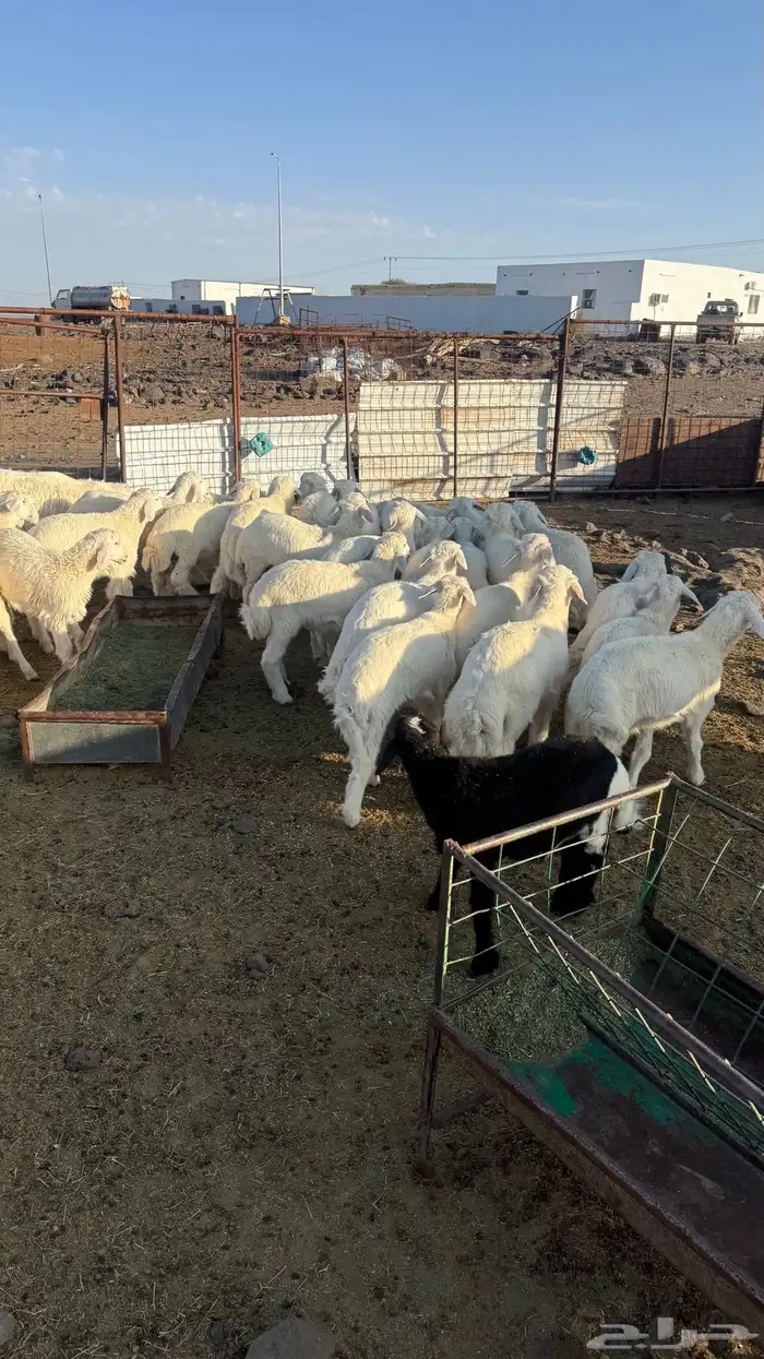 بهم مخلوط العدد 30 وكثره طليان 4