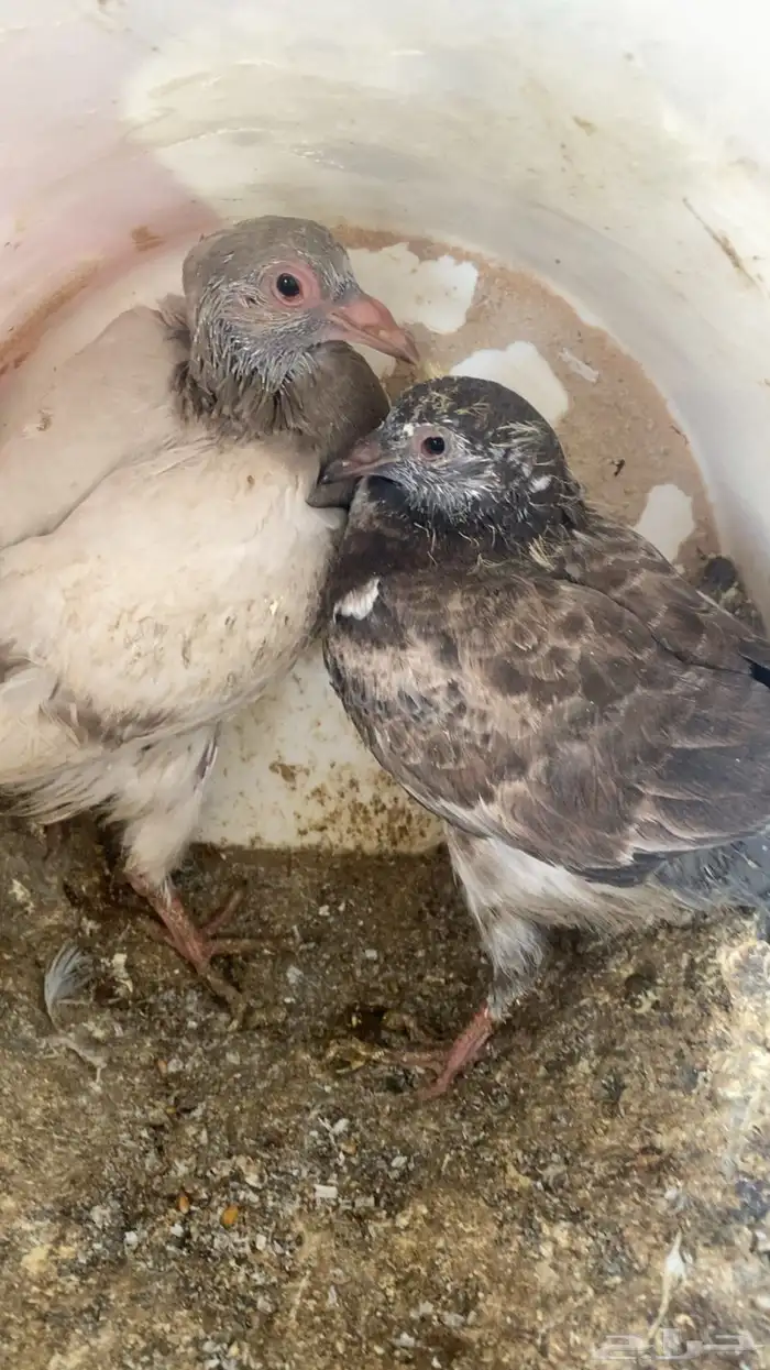 فراخة زاجل 16 جوز تقريبا التغذية مكعب ذرة حلبةقمح السعر 20 1