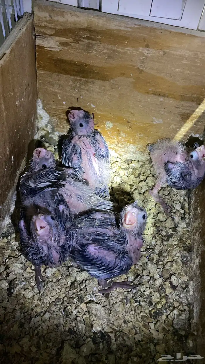 فروخ كروان هولندي 3