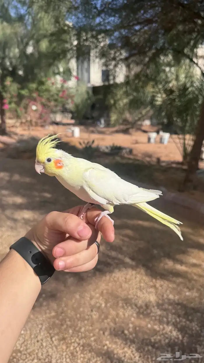 كروان اليف 0