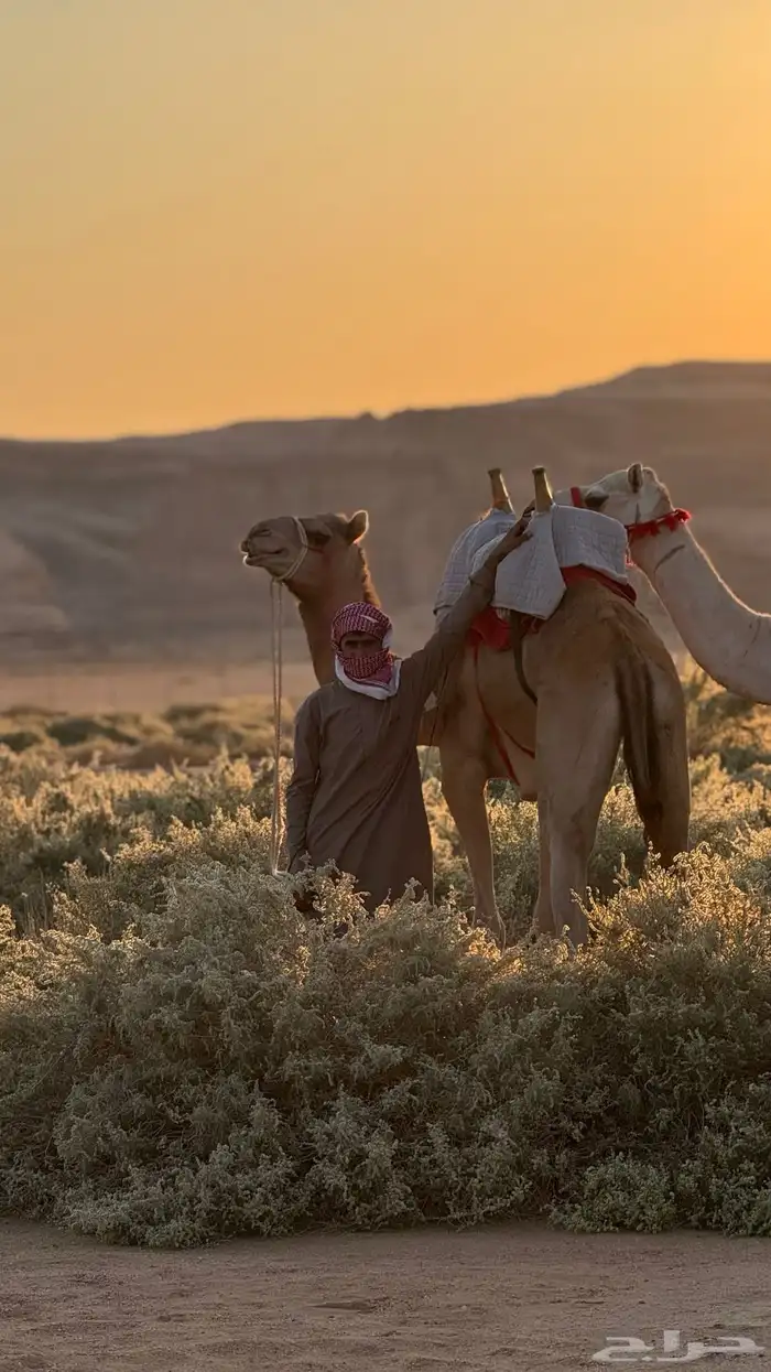 قعود ركبي طابع شرط لا يجي الا اصامل 1