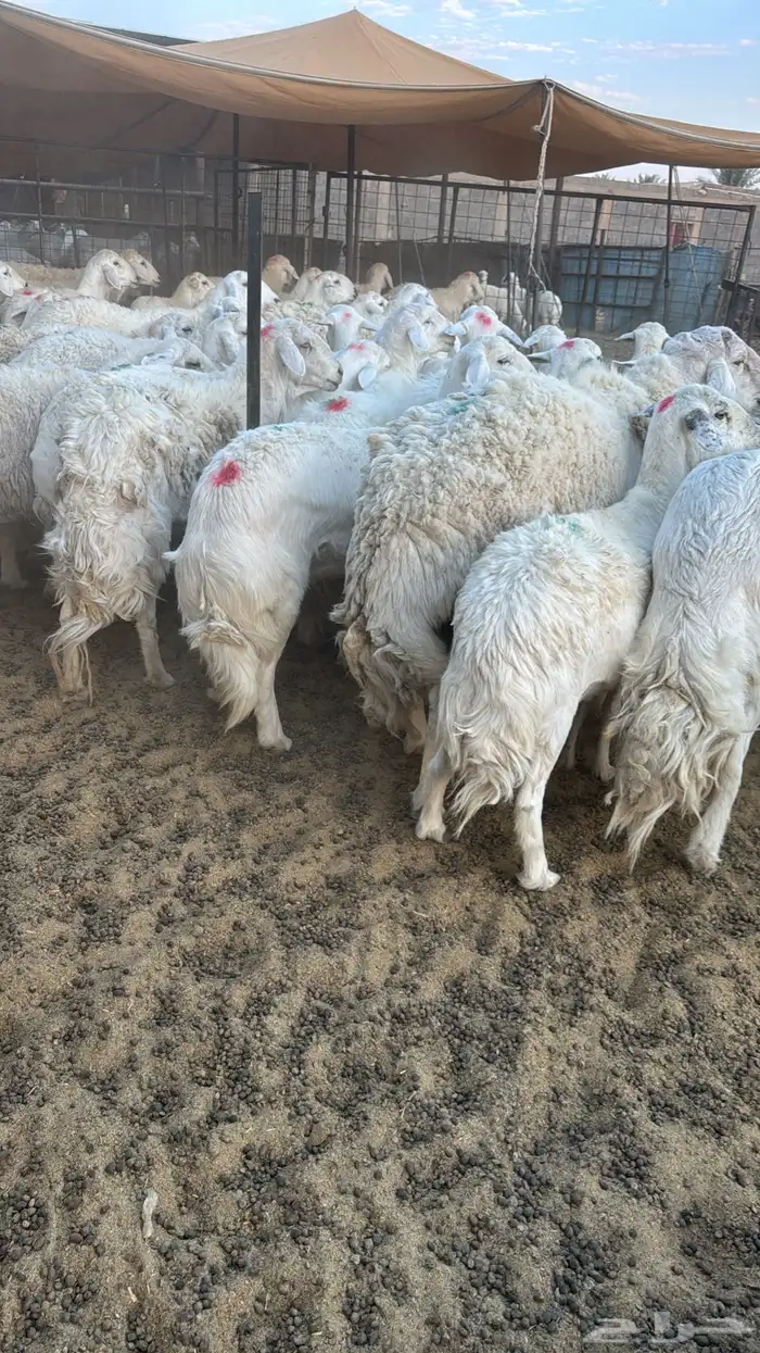 ضان حريات جذعه ثنية رباع اغلب الغنم 2