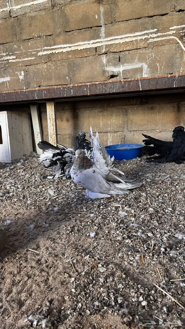 حمام أمريكي 2