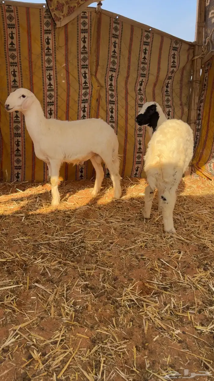 للبيع طليان 1