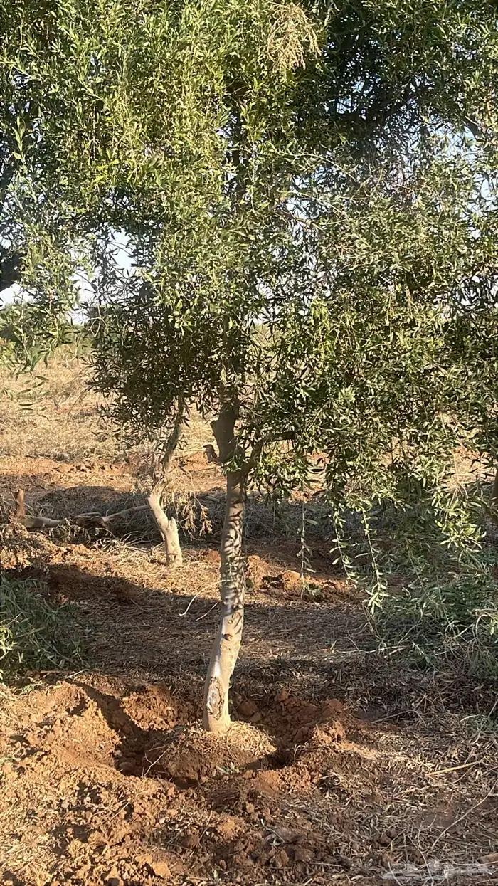 اشجار زيتون 4