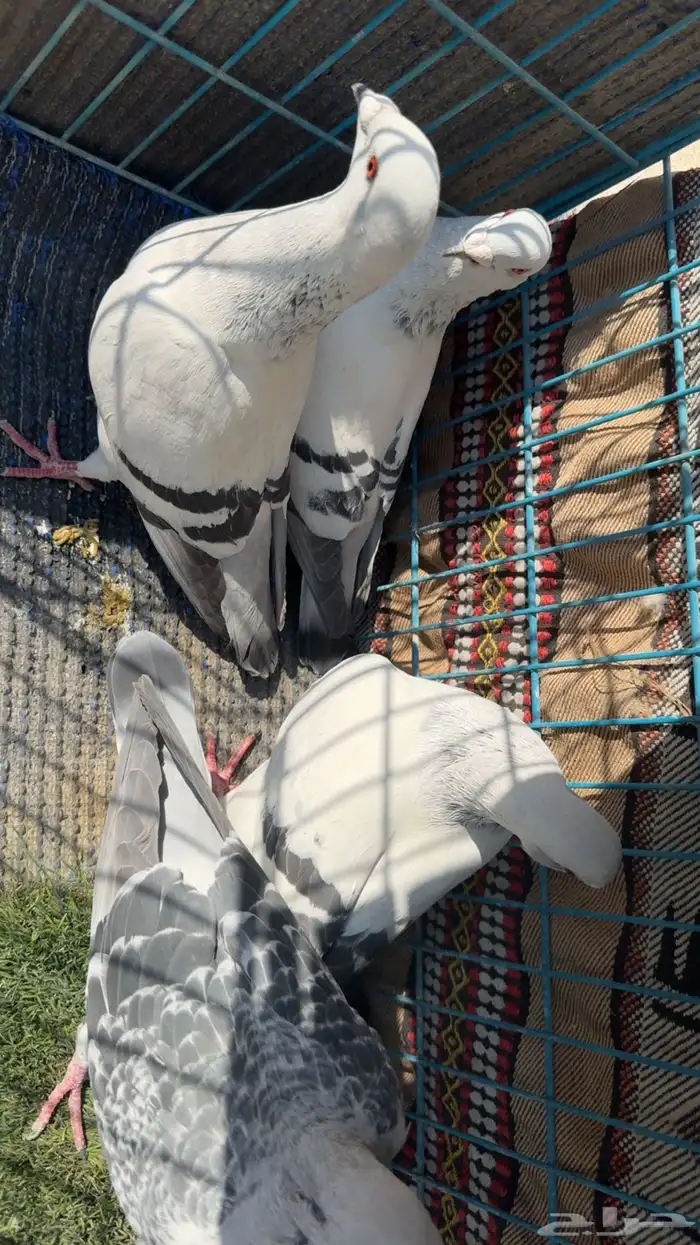 زاجل ايس ثلاث حبات ايس وحبه شذري 1