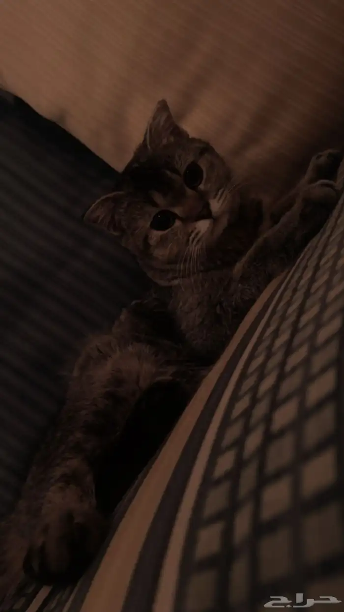 قطة سكوتش فولد قولد 1