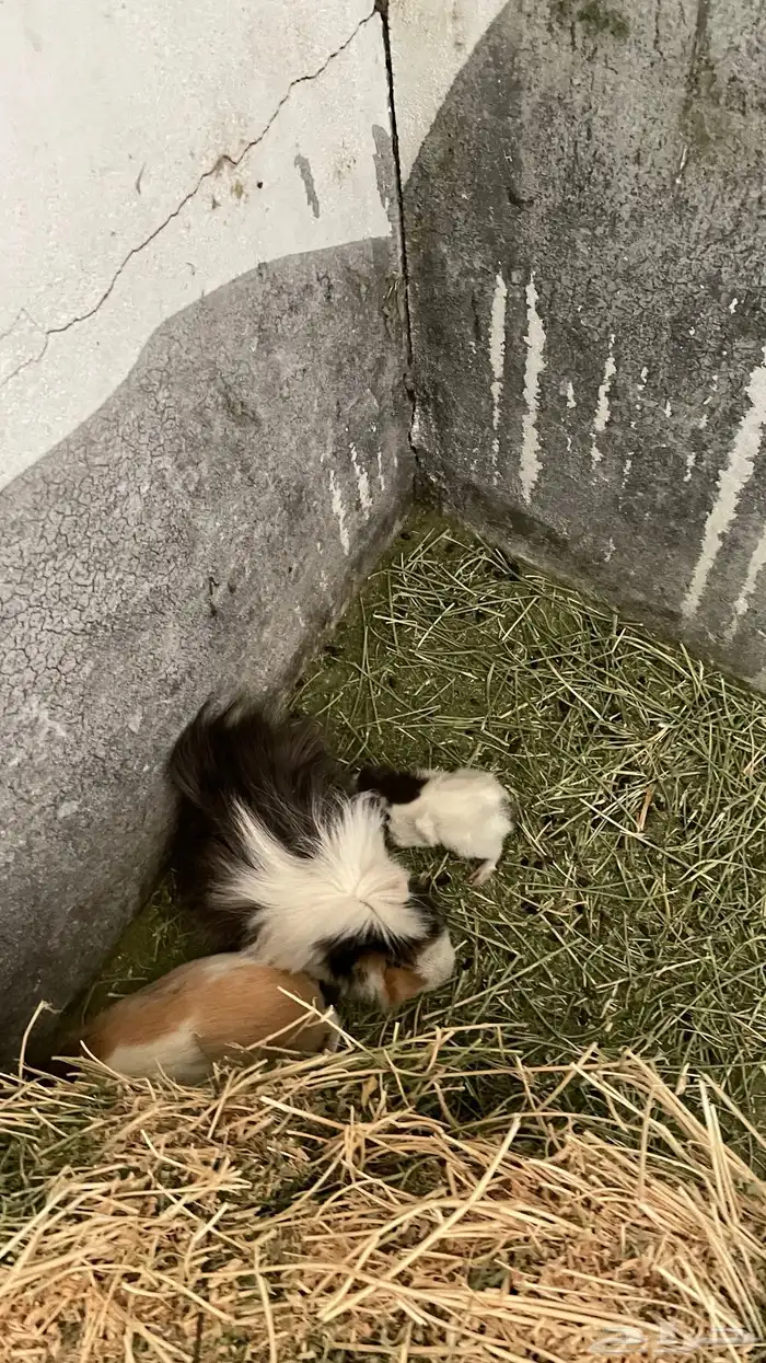 وبران بلدي و أمريكي 13