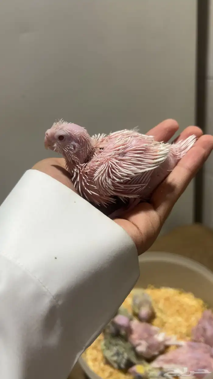 فروخ كروان الوان مميزه وأحجام جامبو ماشاءالله 4