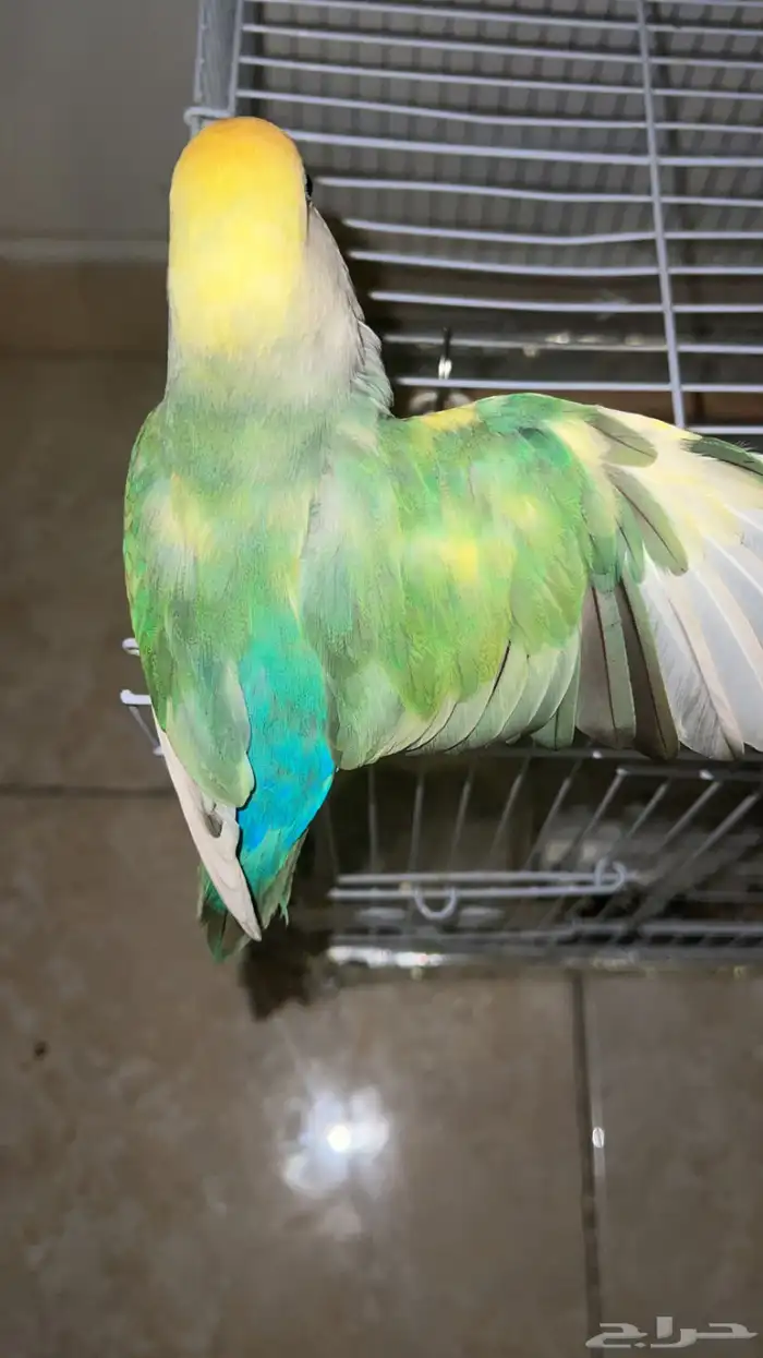 طير روز للبيع 0