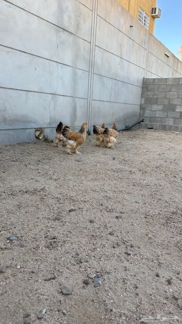 دجاج براهما 3