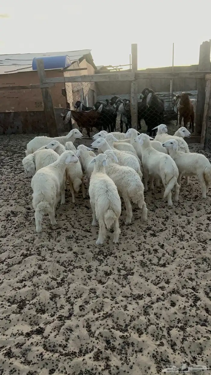 20 خروف ورخل 0