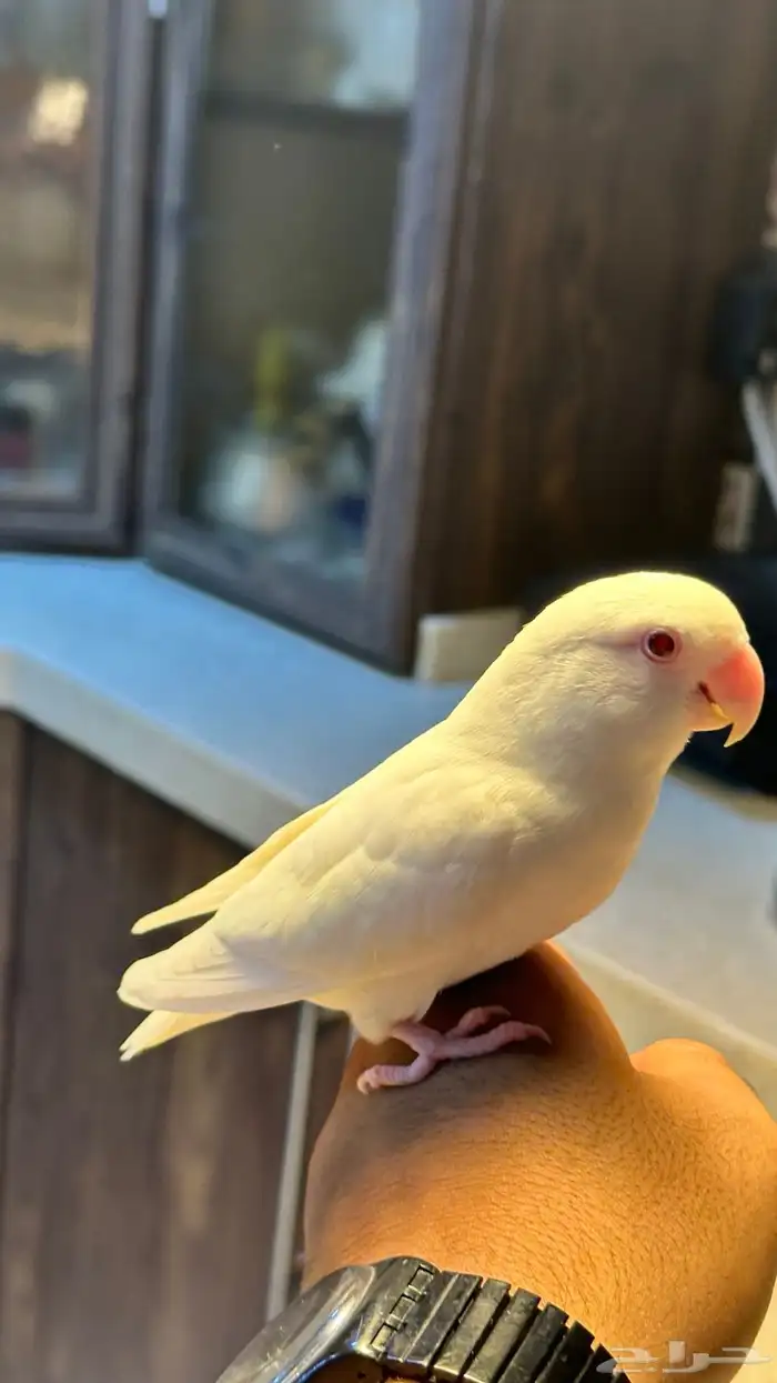 روز البينو مستوى ماشاءالله و بياضين 1