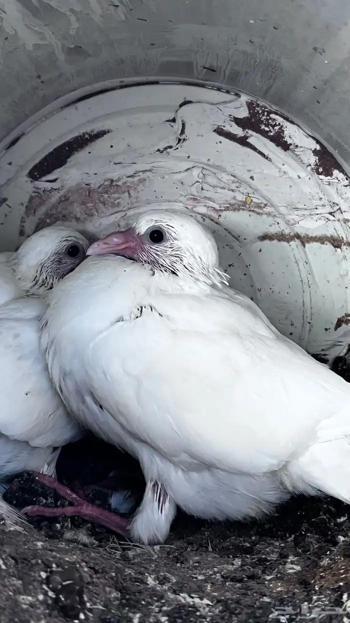 فروخ زغاليل 3