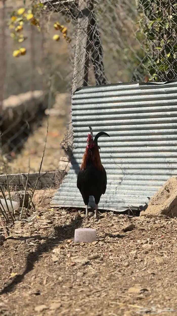 ديك عربي ترثه 4