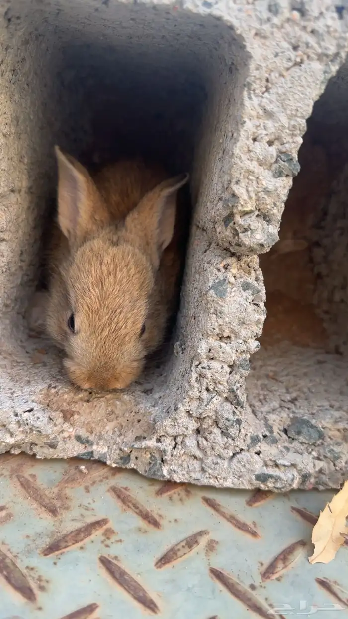 ارانب لي البيع 6