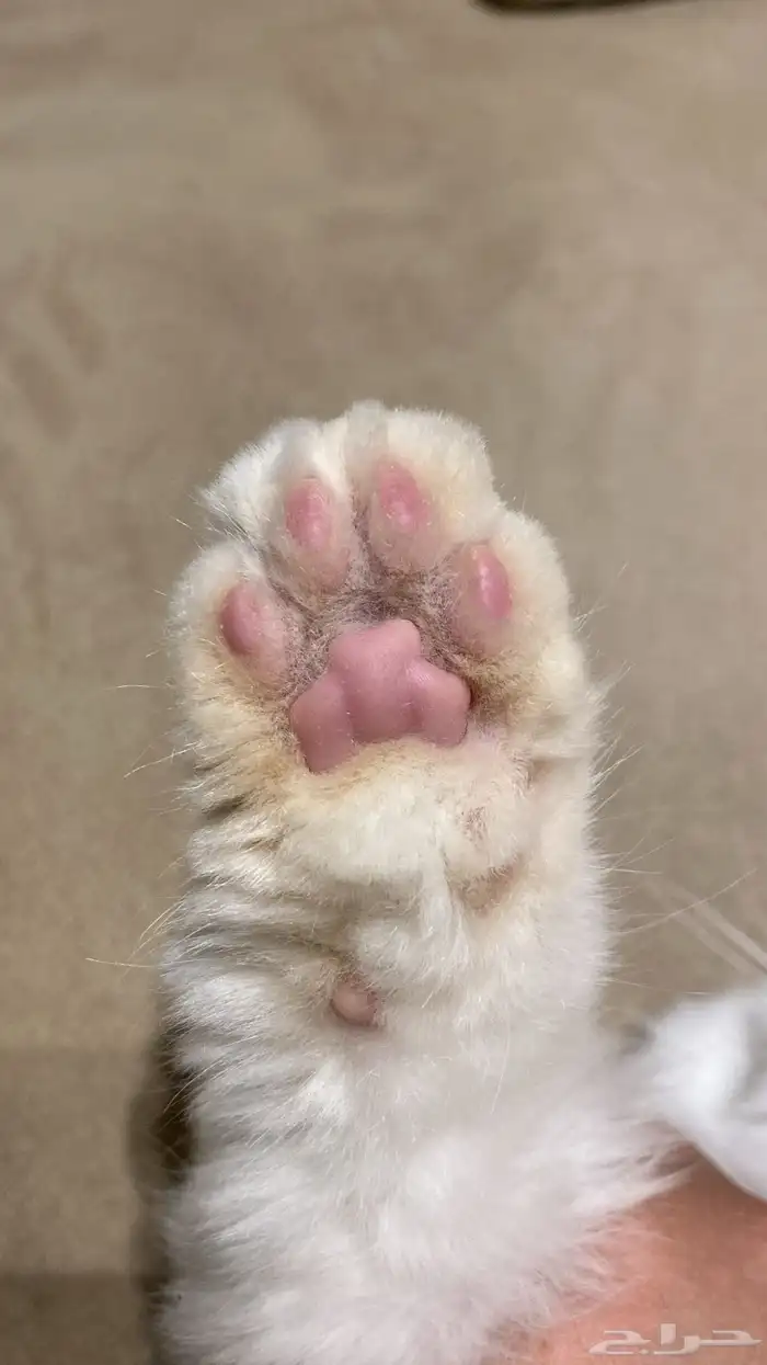 خدمات للقطط عناية 1