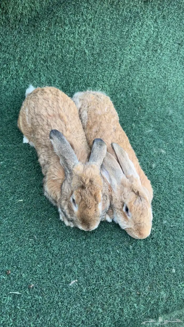 ارانب فلاندر الماني () انثى مولدة ارانب بابيون 1