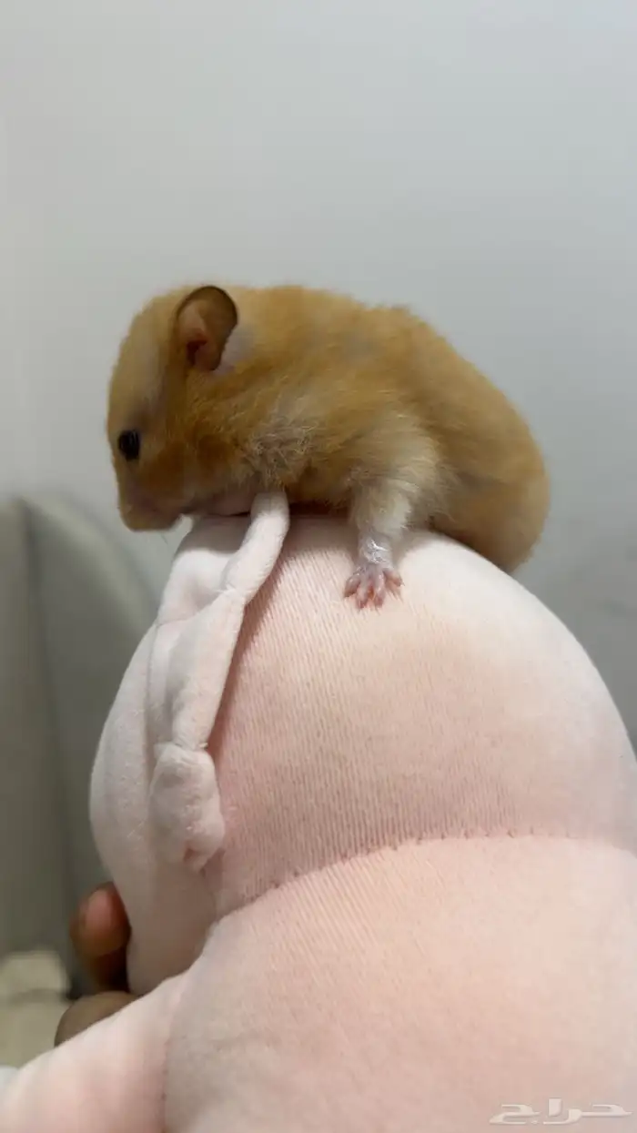 زوج هامستر 0