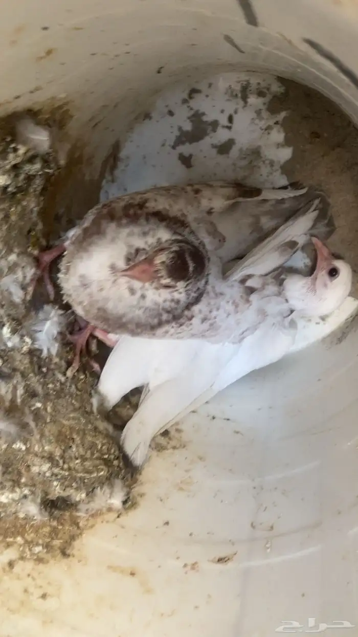 فراخة زاجل 16 جوز تقريبا التغذية مكعب ذرة حلبةقمح السعر 20 10