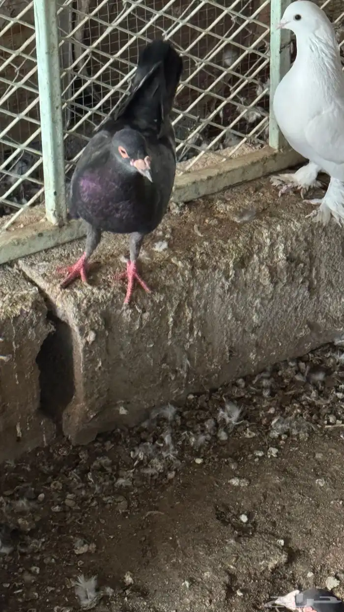 خميس مشيط صناعيه بن هشبل بعد تشليح العاطفي 6