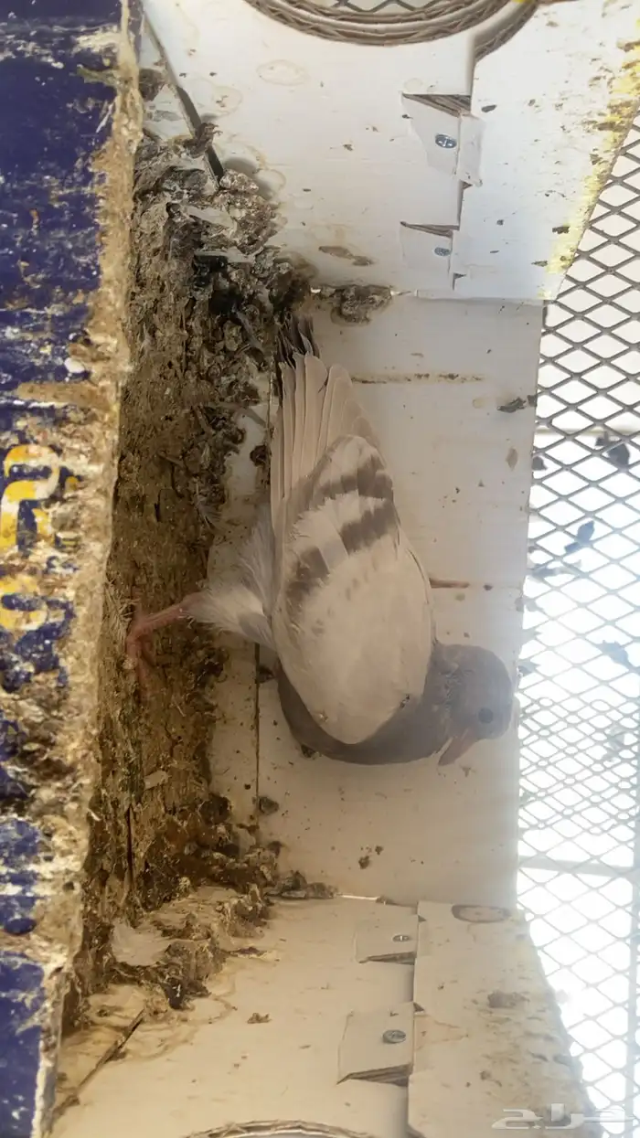 فراخة زاجل 16 جوز تقريبا التغذية مكعب ذرة حلبةقمح السعر 20 12