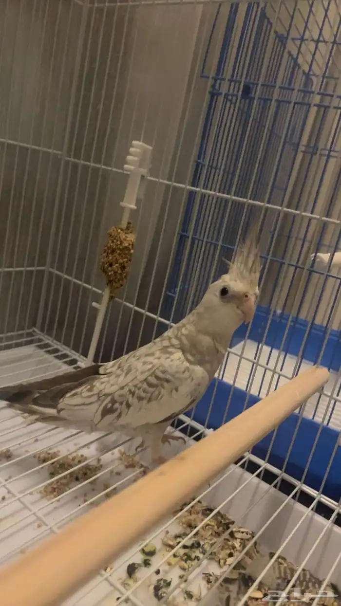 كروان هولندي فراشه ايزابيل فرنساوي 0