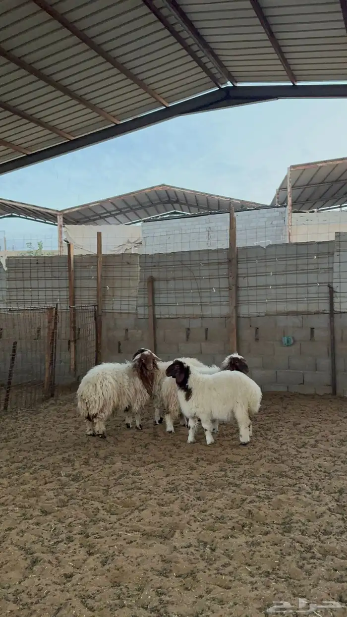 خرفان ورخال نعيم 0