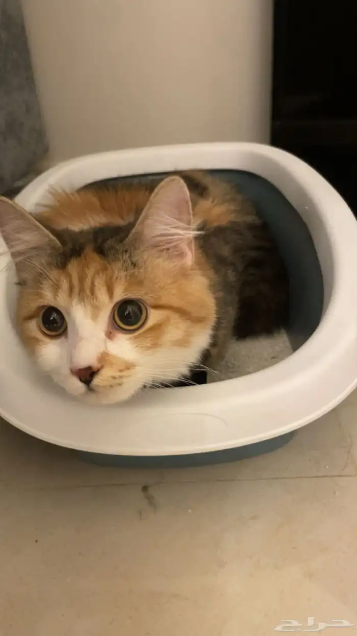 قطوه للتبني 2