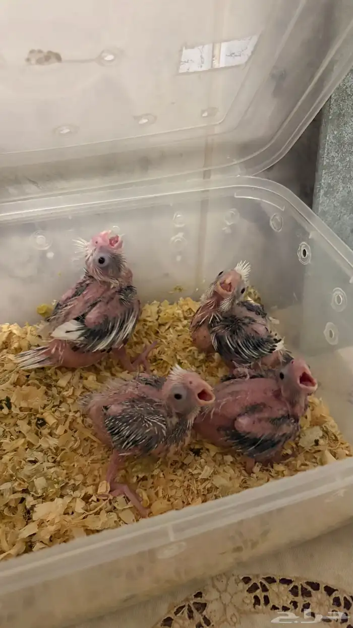 زوج كروان هولندي   البينو مع فروخه 3